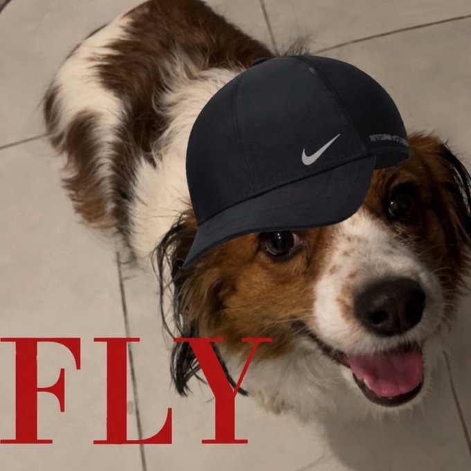 A photograph of a brown and white Cavalier King Charles Spaniel wearing a black Nike "STORM-FIT" cap, with the word "FLY" superimposed in large red letters across the bottom.