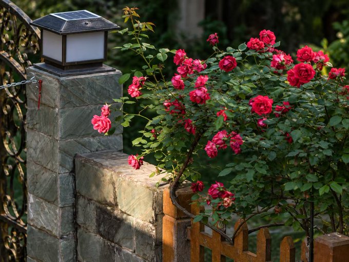 A stone pillar topped with a lantern stands next to a wrought iron gate and a wooden fence, with vibrant pink roses blooming in the sunlight.