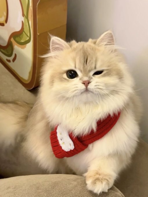 A fluffy cream-colored cat wearing a red knitted scarf with a small white decoration sits on a couch, looking directly at the camera with half-closed eyes. The cat's adorably unimpressed expression humorously mirrors the skeptical tone of the post questioning the suspiciously high ~35% APY staking yields on Aster-2:native.