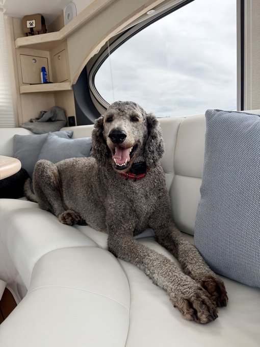 A happy grey Standard Poodle lounges comfortably on a white leather couch inside what appears to be a boat or RV, with large windows revealing an overcast sky behind it. The caption "Poodles are water dogs ;)" fits perfectly, as the dog appears to be enjoying a ride on the water while showcasing the breed's signature curly fur and cheerful demeanor.