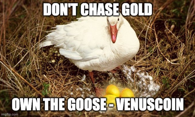 A meme featuring a white goose on a nest with text reading 'DON'T CHASE GOLD' and 'OWN THE GOOSE - VENUSCOIN'.