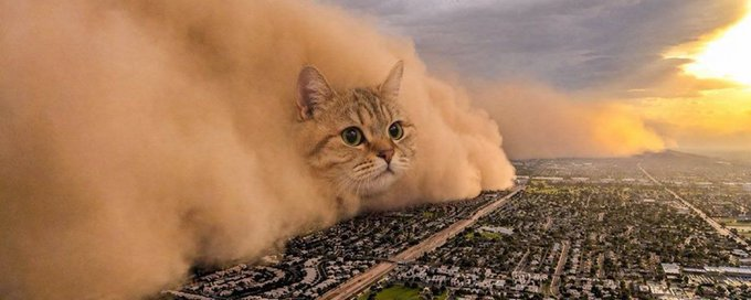 A colossal orange tabby cat towers over a sprawling suburban landscape, looming forward like an unstoppable dust storm at sunset. The meme humorously visualizes the post's claim that the "$CATE" token will surpass "$DOGE," suggesting a feline takeover of the meme coin world.
