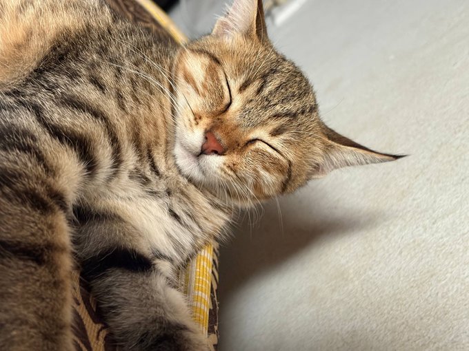 A tabby cat peacefully sleeping on its side with eyes closed and a slight smile, resting on what appears to be a yellow patterned fabric.