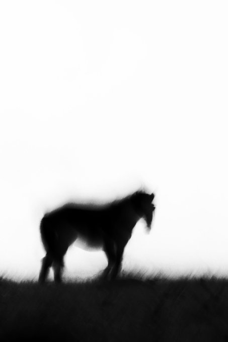 A blurry, high-contrast black and white silhouette of a horse standing on a grassy hill against a bright, hazy background.