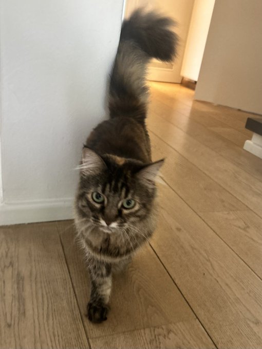 A fluffy tabby cat with bright green eyes walking on a wooden floor, looking directly at the camera with its tail raised.
