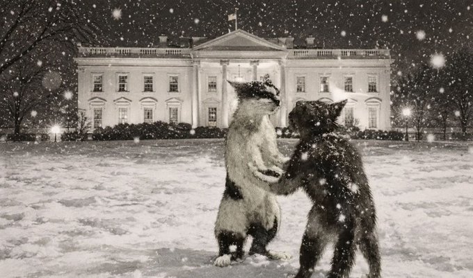 A black-and-white snowy scene showing two cats standing on their hind legs and holding paws in front of the illuminated White House, with snowflakes falling around them.