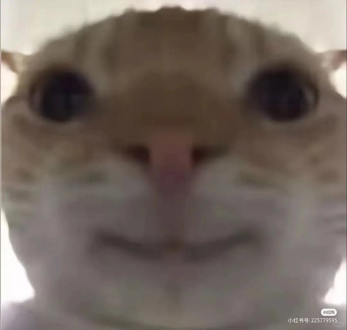A close-up, slightly blurry photo of a cat's face with wide eyes, shown very near the camera. In the bottom right corner, there's a Xiaohongshu (小红书) watermark and the user ID "225779595." This relates to the post jokingly referring to the cat meme "哈基米" as an "alpha" coin ("老 alpha") that hasn't listed on Binance futures yet while maintaining a high market cap.
