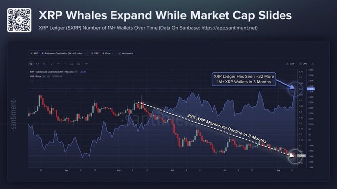 A Santiment chart titled "XRP Whales Expand While Market Cap Slides" shows the XRP Ledger's 1M+ wallet count (purple line) rising by 32 over three months to ~2,720, while XRP's price/candlestick chart declined 29% over the same period—illustrating the divergence between growing whale accumulation and falling market cap highlighted in the post.