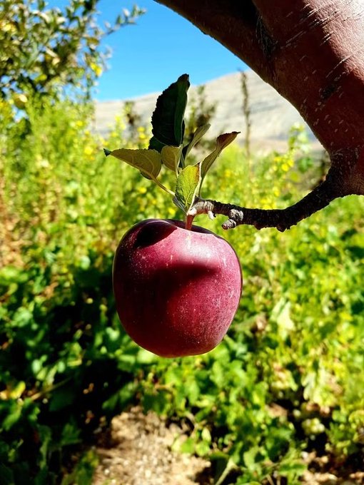 Close-up photograph of a ripe red apple hanging from a branch on a tree, with green leaves and a blurred orchard background under a clear blue sky.