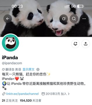A screenshot of the Twitter/X profile for 'iPanda' (@ipandacom) showing two panda cubs as the header image and '154,520' followers.