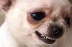 A close-up photo of a small white Chihuahua dog with large dark eyes and its mouth slightly open, showing tiny teeth.