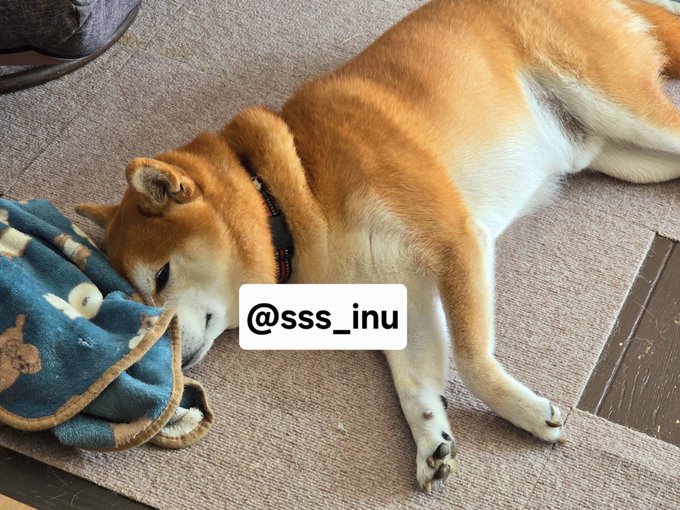 A Shiba Inu dog sleeps peacefully on a beige rug with its face nestled against a blue blanket, accompanied by the watermark "@sss_inu" — a cozy scene that perfectly matches the "Good night~~" message.