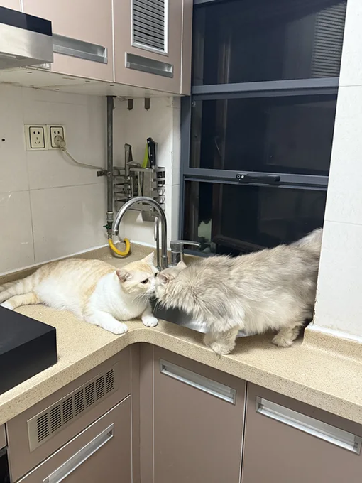 Two fluffy cats, one cream-and-white and one gray, touching noses while lying on the kitchen counter beside a stainless steel sink.