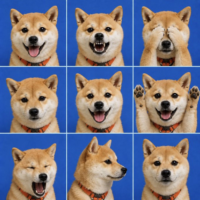 A 3-by-3 collage of a Shiba Inu dog on a blue background shows the dog smiling, shouting, covering its eyes, looking sideways, and raising its paws.