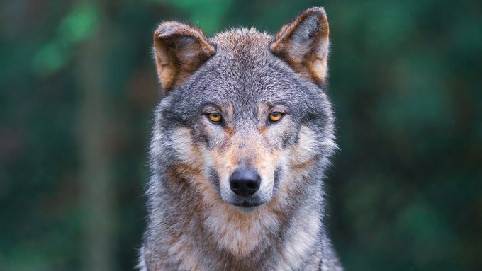 A wolf stares directly at the camera with piercing amber eyes against a forest backdrop, symbolizing the sharp focus and determination of @wolfswapdotapp as it cuts through the noise of the crypto space.