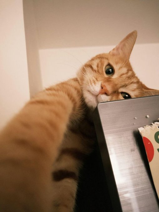 An orange tabby cat rests its head on the edge of a metallic laptop or device, gazing up at the camera with one ear perked.