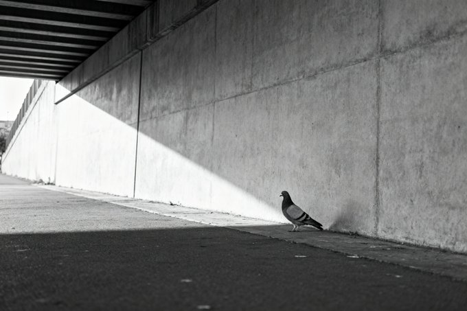 A black-and-white photograph of a solitary pigeon standing on pavement next to a large concrete wall, with a dramatic diagonal shadow dividing the scene.