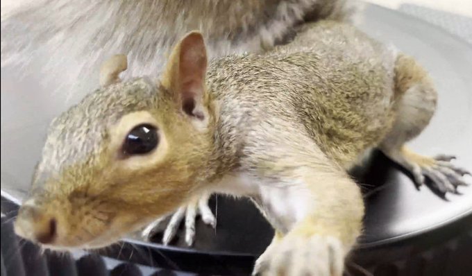 A close-up photograph of a brown squirrel resting on what appears to be a metallic surface.