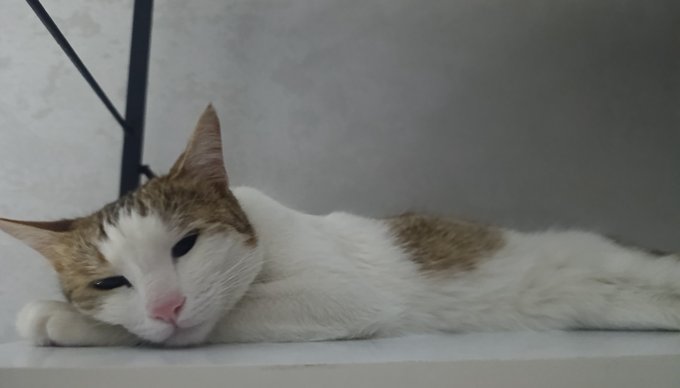 A close-up photo of a white and orange/tabby cat lying down and resting with half-closed eyes against a gray background.