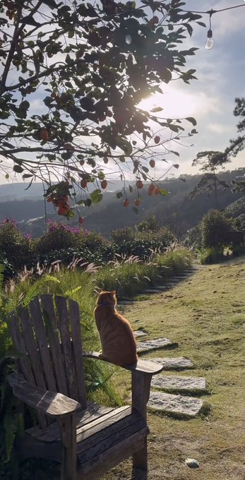 An orange tabby cat sits on the armrest of a weathered wooden Adirondack chair in a lush garden, gazing out over a scenic mountain landscape with sunlight filtering through persimmon tree branches above.