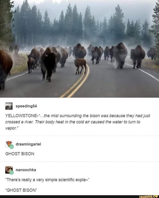 A herd of bison walking down a misty road in Yellowstone, with social media comments explaining the mist as water vapor from a river crossing, contrasted by humorous replies calling them "GHOST BISON."