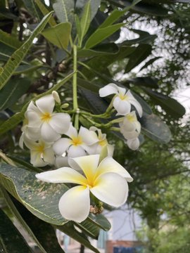 A cluster of white and yellow plumeria flowers blooms among green leaves on a tree branch.