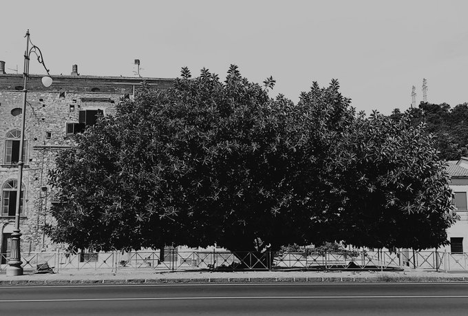 A black-and-white photograph captures a large, sprawling tree in front of a historic stone building, with an ornate street lamp on the left side.