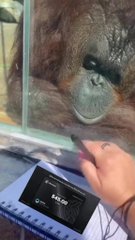 A humorous photo showing an orangutan behind glass reaching a hand toward a person's open palm on top of a payment terminal displaying "PLN 1.15".