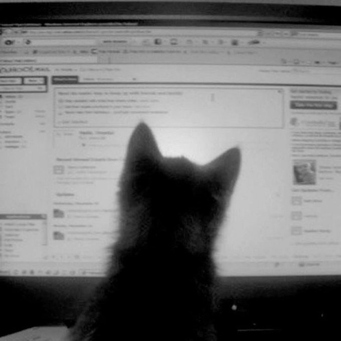 A silhouetted cat sits in front of a computer monitor displaying an email inbox interface, viewed from behind the animal.