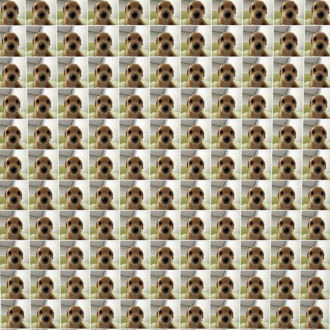 The image features a collage of small square photos, each depicting a brown dog with its head turned towards the camera. The dogs are arranged in a grid-like pattern, creating an interesting visual effect that draws attention to their faces. The caption "billy army is coming" suggests that there might be a connection between the dogs and the phrase or event it references.