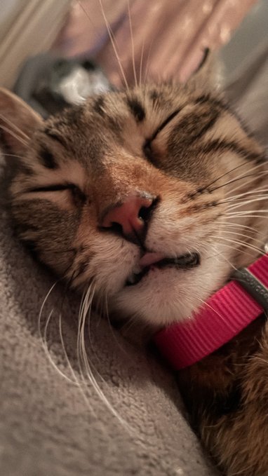 A close-up photo of a tabby cat with its eyes closed, appearing to be smiling contentiously while wearing a pink collar and resting on a soft gray surface.