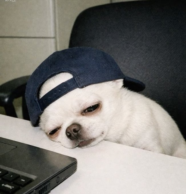 A small white dog wearing a backwards dark blue baseball cap rests its head on a white desk next to a laptop.