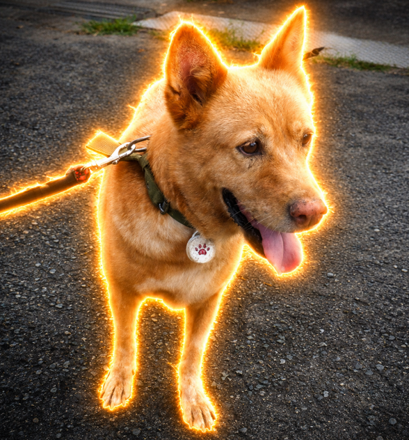 A reddish-brown dog on a leash stands on asphalt with a glowing orange flame-like outline effect edited around its body, panting with its tongue out.