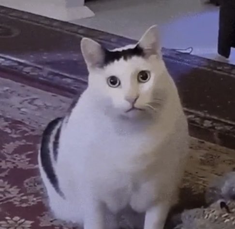 A white cat with black markings on its head and back sits on a patterned rug, looking directly at the camera.
