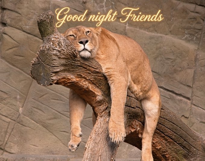 A lioness sleeping on a tree branch in a zoo setting, with the text 'Good night Friends' in yellow script at the top.