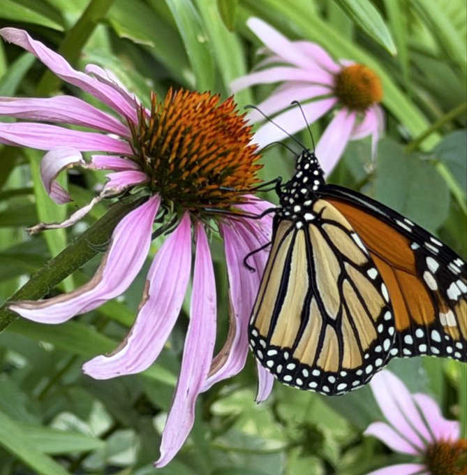 A close-up photograph of a monarch butterfly perched on a purple coneflower (Echinacea) in a garden setting.