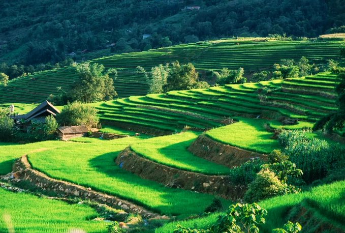 A scenic view of lush green terraced rice fields carved into rolling hillsides, with small houses nestled among trees in the background, illuminated by warm sunlight.