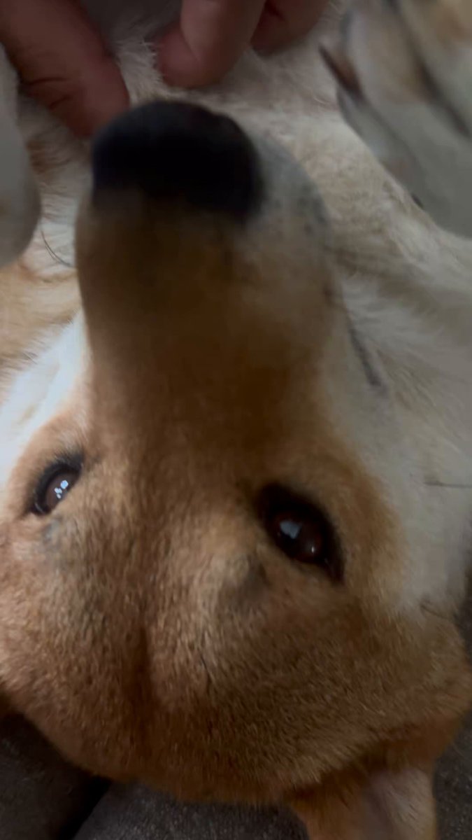 The image features a brown dog lying down, possibly on its back or stomach, with its head tilted up towards the camera. The dog's eyes are open, giving it an alert and curious expression as if it has heard something interesting or wants to play. In the background, there is a person's hand reaching out towards the dog, suggesting that they might be petting or playing with the dog.