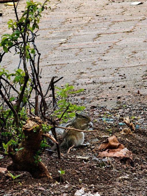 A small lizard or iguana sits on the dirt ground next to a small plant and tree stump in what appears to be an outdoor area with a paved surface in the background.