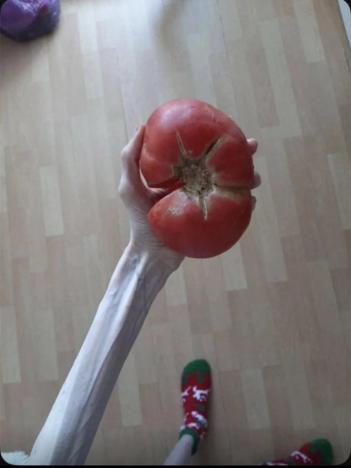 A first-person view of a pale arm holding up a large, deeply cracked red tomato above a wooden floor, with feet wearing Christmas-themed socks visible below.