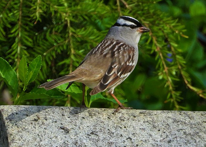 A White-crowned Sparrow bird with brown and white striped markings perched on a stone ledge, with green coniferous foliage in the background.