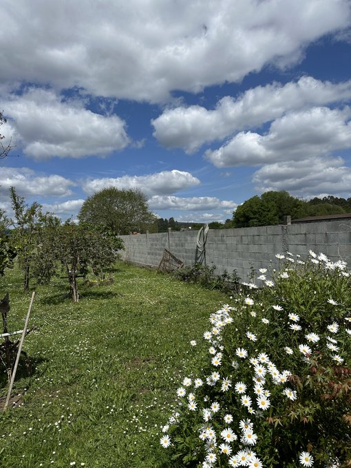 A peaceful garden scene under a partly cloudy blue sky, featuring a cluster of white daisies in the foreground and a concrete wall enclosing the lush green yard — a serene backdrop wishing followers a relaxing Sunday.