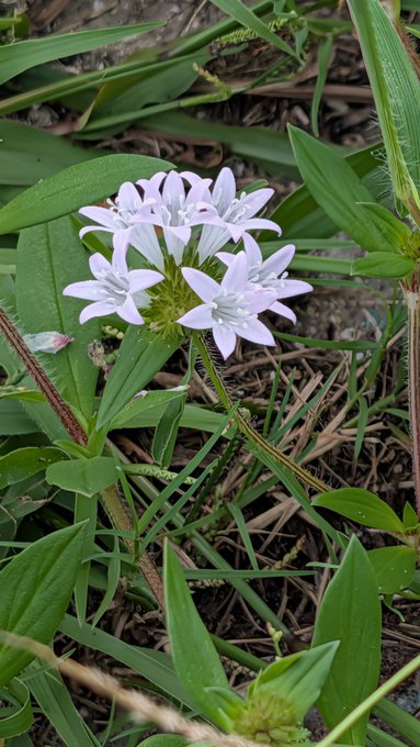 A cluster of small, pale lilac flowers with star-shaped petals grows among green leaves and grass on the ground.