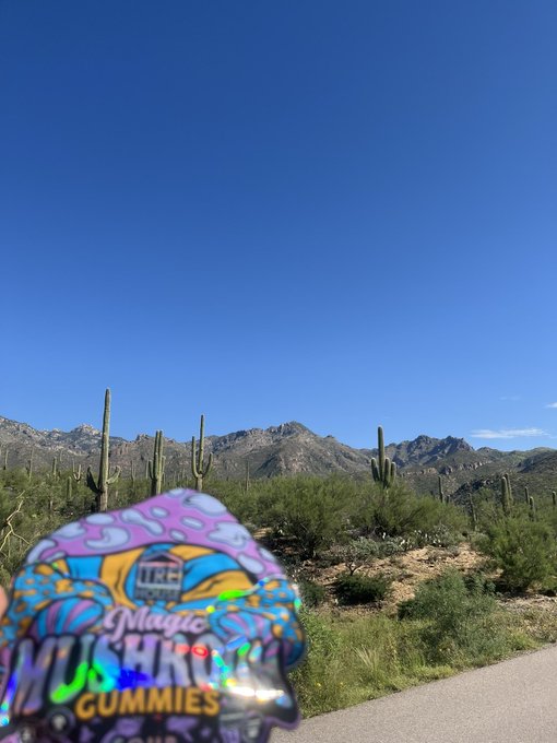 A desert landscape with tall saguaro cacti and mountains under a clear blue sky, with a holographic 'Magic Mushroom Gummies' package held in the foreground.
