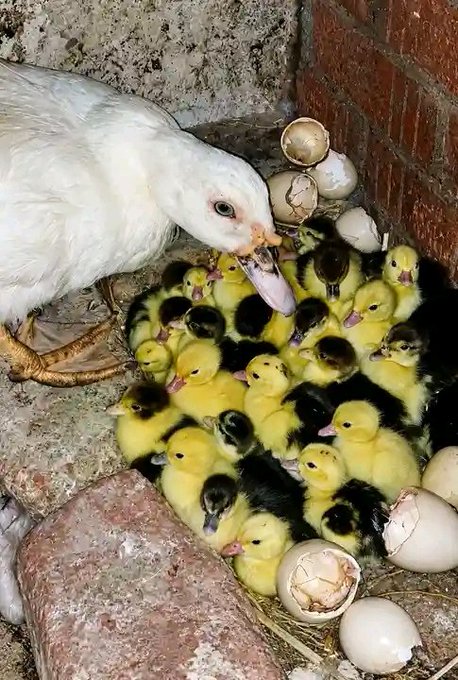 The image features a white duck standing next to a group of baby ducks. The adult duck appears to be looking at or interacting with the baby ducks, possibly feeding them or keeping an eye on their well-being. The scene takes place around several eggs that are scattered in various positions within the enclosure.
