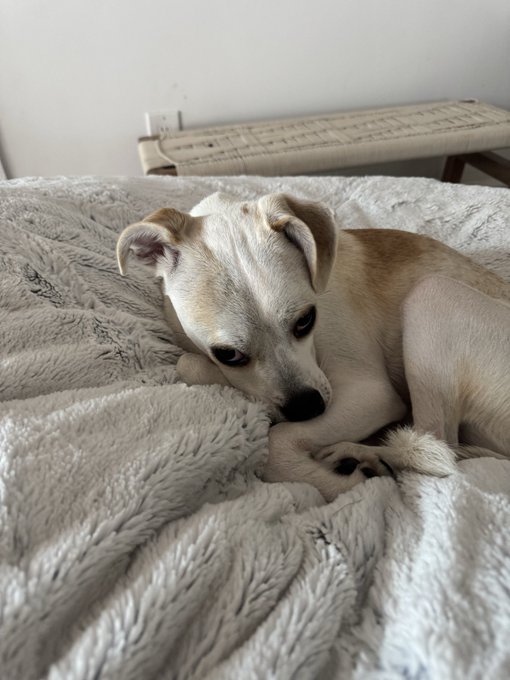 A small tan and white dog lying on a fluffy white blanket on a bed, looking sleepy with half-closed eyes, with a wooden bench visible in the background.