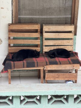 Two black cats curled up sleeping on a red and brown checkered blanket atop two wooden pallet benches on a tiled porch.