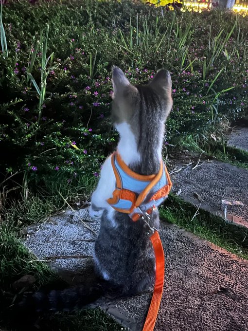 A gray and white cat wearing an orange and blue harness sits on a sidewalk at night, facing away from the camera.