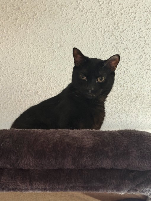 A sleek black cat perches alertly on a plush gray cat tree, its striking eyes gazing directly at the camera. The image serves as Day 14 of the user's cat series, posted in a lighthearted plea to keep posting until their chosen ticker, $ANSEM, reaches the billions.