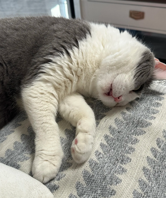 A gray and white cat sleeping peacefully on a patterned gray rug with its eyes closed and paws stretched out.